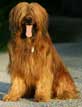 Briard