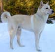 Canaan Dog