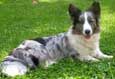 Cardigan Welsh Corgi