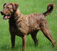 Chesapeake Bay Retriever