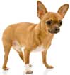 Chihuahua (Smooth coat)