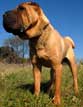 Chinese Shar-Pei