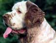 Clumber Spaniel