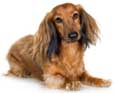 Dachshund (Longhaired)