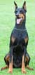 Doberman Pinscher