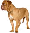 Dogue de Bordeaux