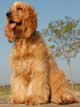 English Cocker Spaniel