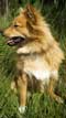 Finnish Spitz