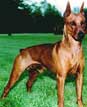 German Pinscher