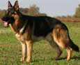 German Shepherd Dog