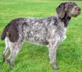 German Wirehaired Pointer