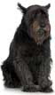 Giant Schnauzer