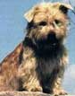 Glen of Imaal Terrier