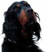 Gordon Setter