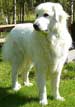 Great Pyrenees