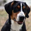 Greater Swiss Mountain Dog