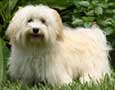 Havanese