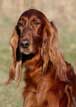 Irish Setter