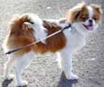 Japanese Chin