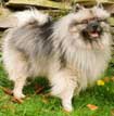 Keeshond