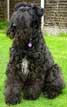 Kerry Blue Terrier