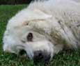 Kuvasz