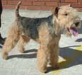 Lakeland Terrier