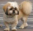 Lhasa Apso