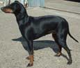 Manchester Terrier (Standard)