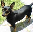 Manchester Terrier (Toy)