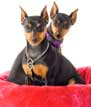 Miniature Pinscher