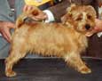 Norfolk Terrier