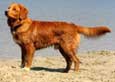 Nova Scotia Duck Tolling Retriever