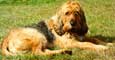 Otterhound