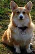 Pembroke Welsh Corgi