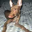 Pharaoh Hound