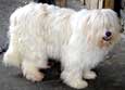 Polish Lowland Sheepdog