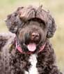 Portuguese Water Dog