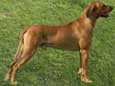 Rhodesian Ridgeback