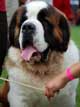 Saint Bernard (Shorthaired)