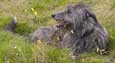 Scottish Deerhound