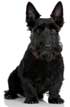 Scottish Terrier