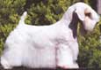 Sealyham Terrier