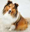 Shetland Sheepdog