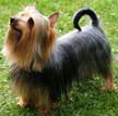 Silky Terrier