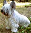 Skye Terrier