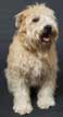 Soft Coated Wheaten Terrier