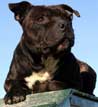 Staffordshire Bull Terrier