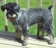 Standard Schnauzer