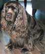 Sussex Spaniel